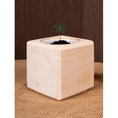 Набор для выращивания «Экокуб», ель голубая